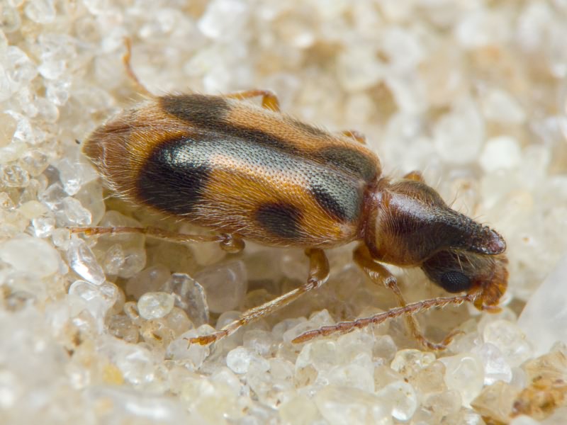 Notoxus monoceros (Linnaeus, 1760)